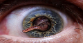 Что делать если у вас глазные паразиты?