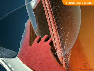 Цилиарное тело